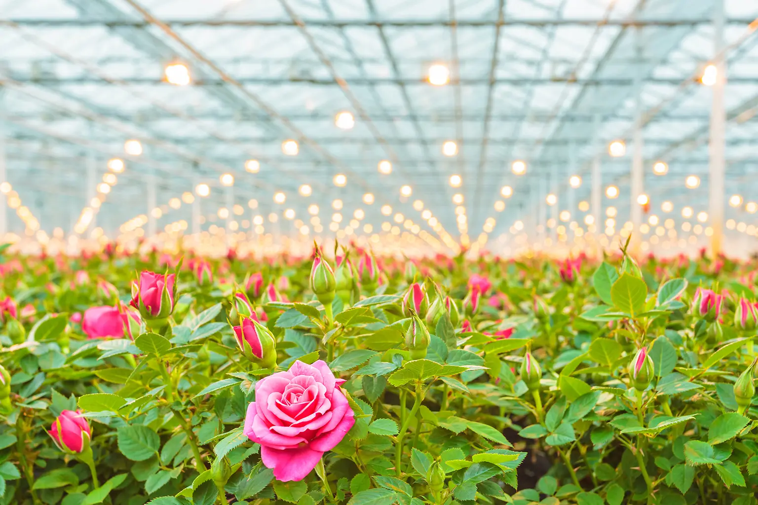 LED driver solutions for horticulture lighting in commercial greenhouses and professional indoor growing